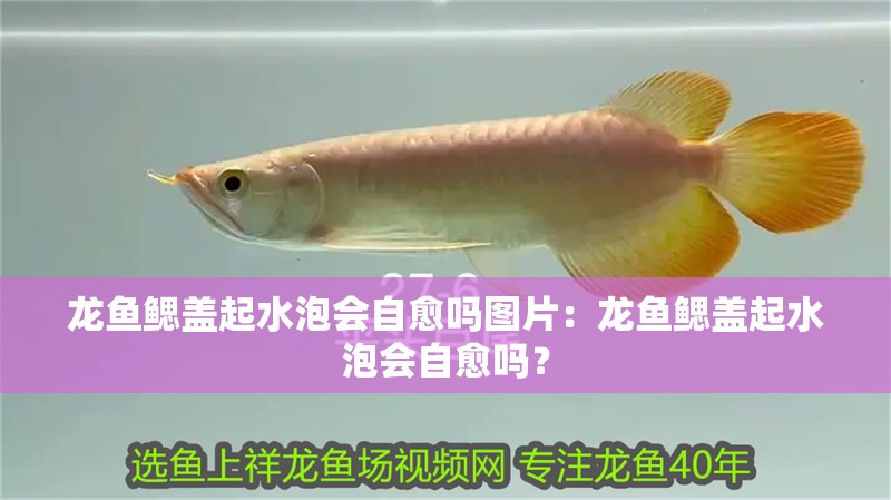 龍魚鰓蓋起水泡會自愈嗎圖片：龍魚鰓蓋起水泡會自愈嗎？