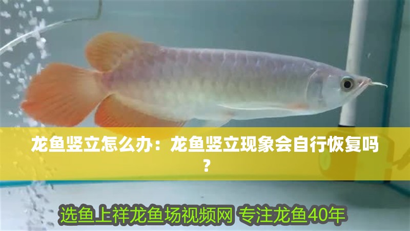 龍魚(yú)豎立怎么辦：龍魚(yú)豎立現(xiàn)象會(huì)自行恢復(fù)嗎？