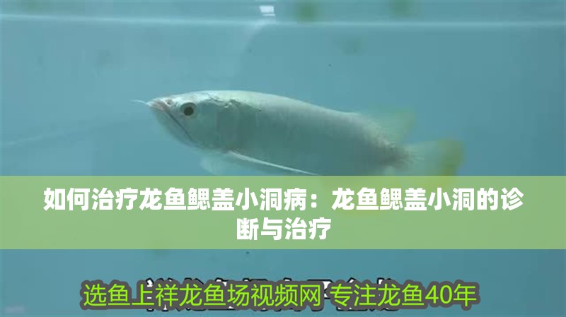 如何治療龍魚鰓蓋小洞病：龍魚鰓蓋小洞的診斷與治療