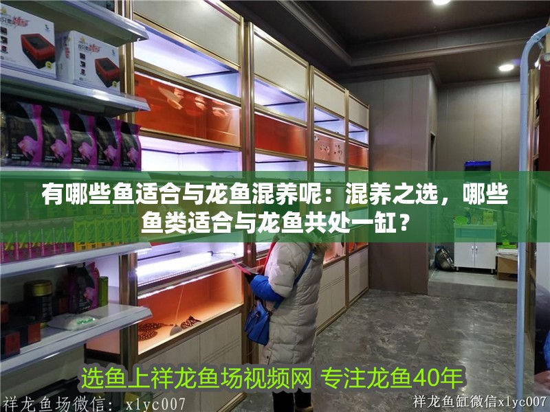 有哪些魚適合與龍魚混養呢：混養之選，哪些魚類適合與龍魚共處一缸？