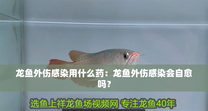 龍魚(yú)外傷感染用什么藥：龍魚(yú)外傷感染會(huì)自愈嗎？