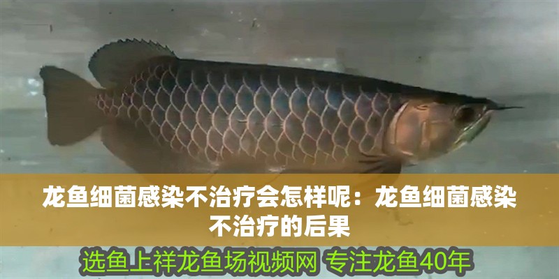 龍魚細菌感染不治療會怎樣呢：龍魚細菌感染不治療的后果