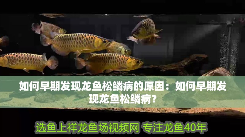 如何早期發(fā)現(xiàn)龍魚松鱗病的原因：如何早期發(fā)現(xiàn)龍魚松鱗病？