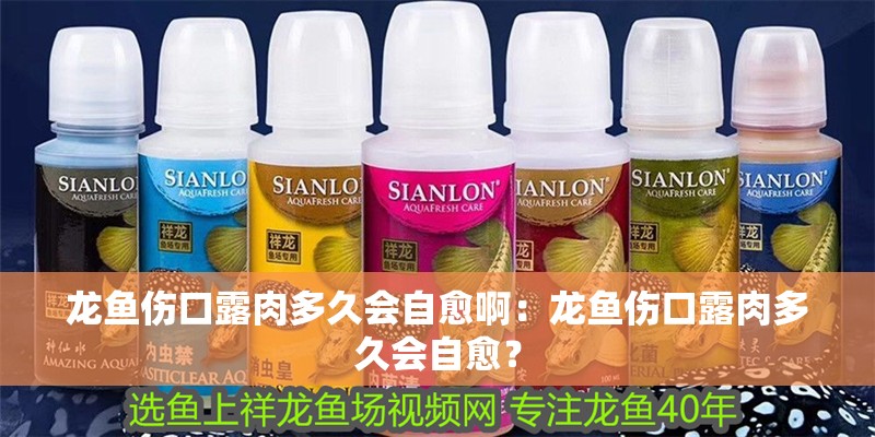 龍魚傷口露肉多久會自愈?。糊堲~傷口露肉多久會自愈？