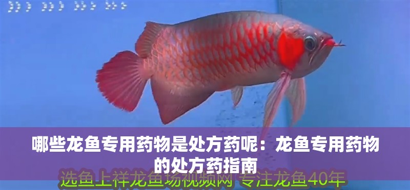 哪些龍魚專用藥物是處方藥呢：龍魚專用藥物的處方藥指南