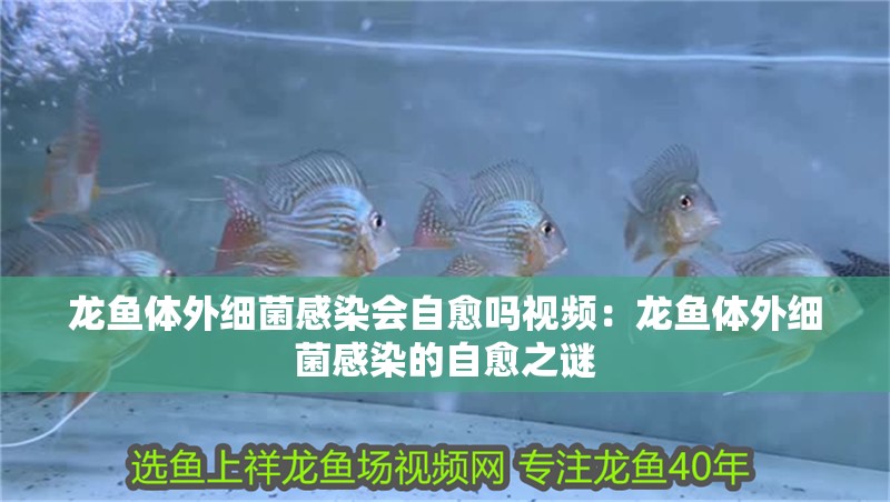 龍魚體外細菌感染會自愈嗎視頻：龍魚體外細菌感染的自愈之謎