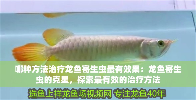 哪種方法治療龍魚寄生蟲最有效果：龍魚寄生蟲的克星，探索最有效的治療方法