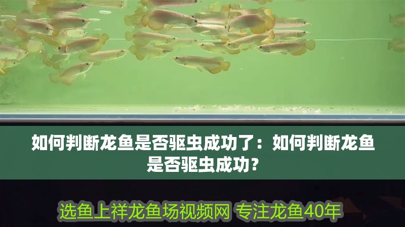 如何判斷龍魚是否驅(qū)蟲成功了：如何判斷龍魚是否驅(qū)蟲成功？