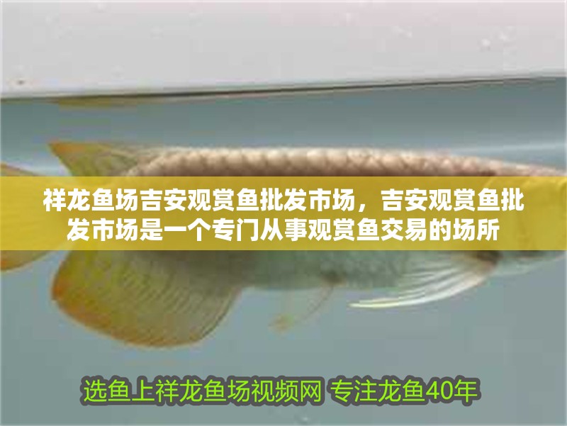 祥龍魚場吉安觀賞魚批發市場，吉安觀賞魚批發市場是一個專門從事觀賞魚交易的場所