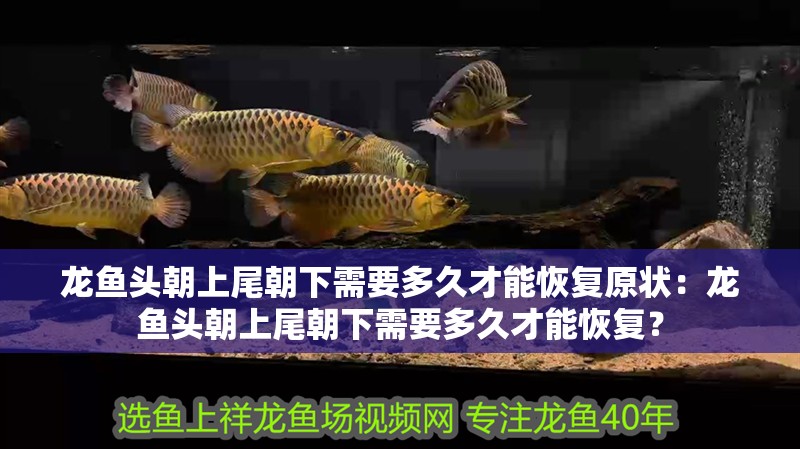 龍魚頭朝上尾朝下需要多久才能恢復(fù)原狀：龍魚頭朝上尾朝下需要多久才能恢復(fù)？