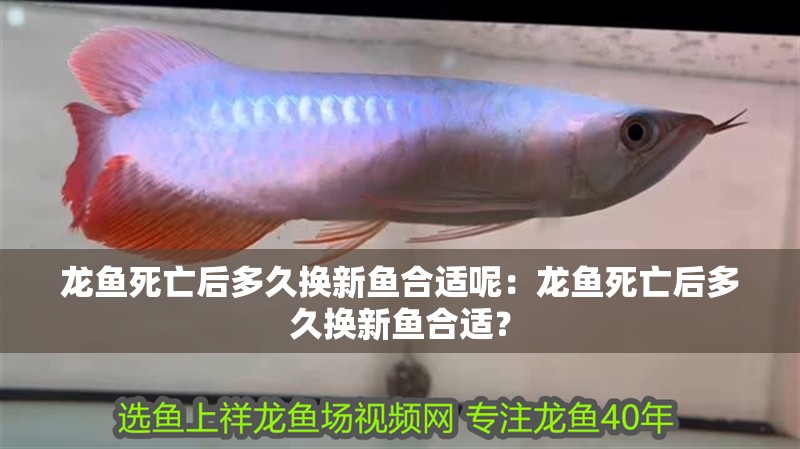 龍魚死亡后多久換新魚合適呢：龍魚死亡后多久換新魚合適？