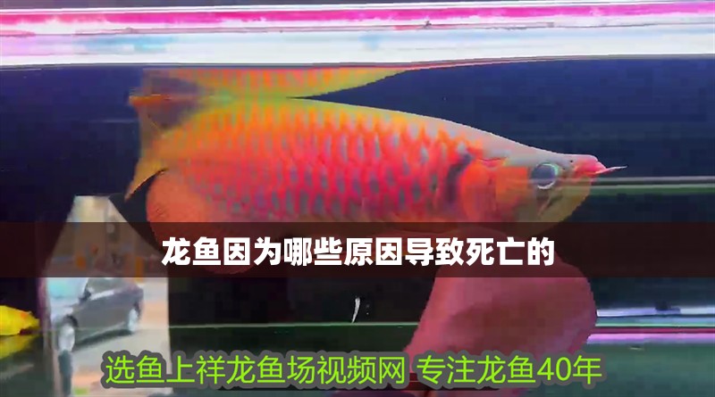 龍魚因為哪些原因導致死亡的