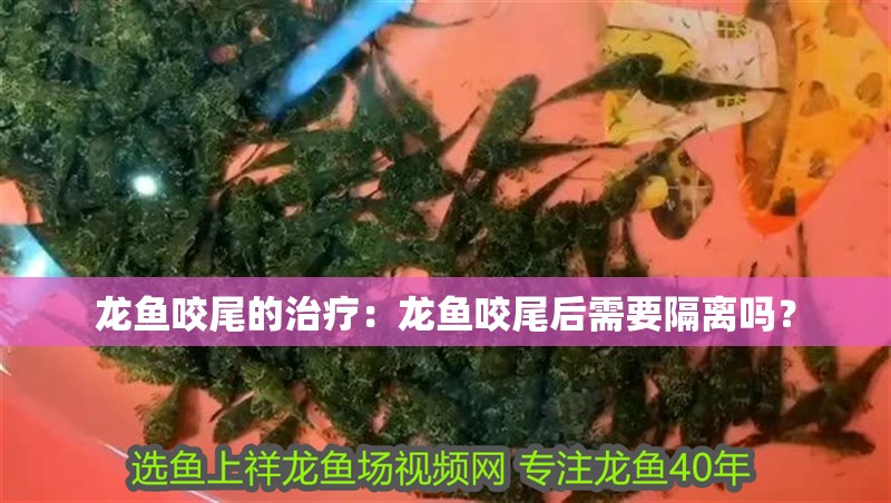 龍魚咬尾的治療：龍魚咬尾后需要隔離嗎？