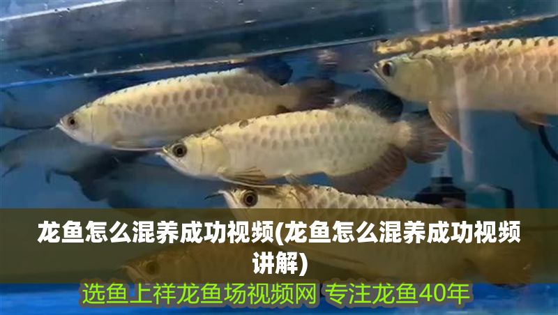 龍魚怎么混養成功視頻(龍魚怎么混養成功視頻講解)