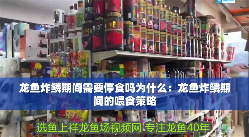 龍魚炸鱗期間需要停食嗎為什么：龍魚炸鱗期間的喂食策略