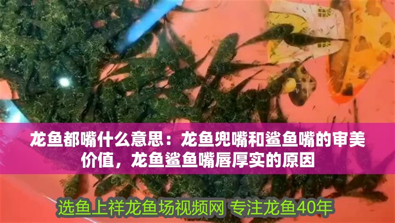 龍魚都嘴什么意思：龍魚兜嘴和鯊魚嘴的審美價值，龍魚鯊魚嘴唇厚實的原因