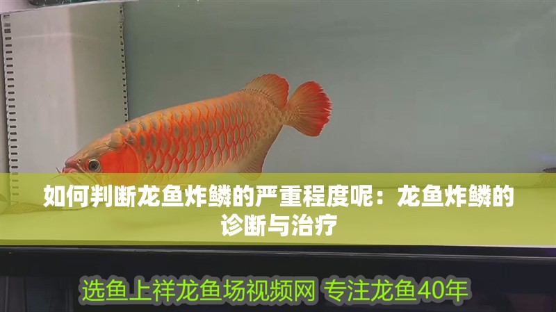 如何判斷龍魚炸鱗的嚴重程度呢：龍魚炸鱗的診斷與治療