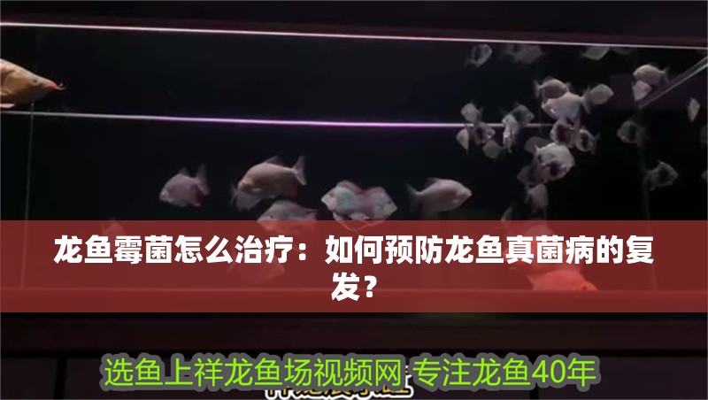 龍魚霉菌怎么治療：如何預防龍魚真菌病的復發？