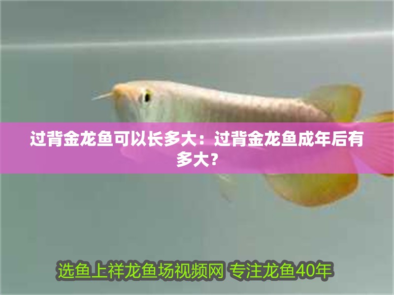過背金龍魚可以長多大：過背金龍魚成年后有多大？