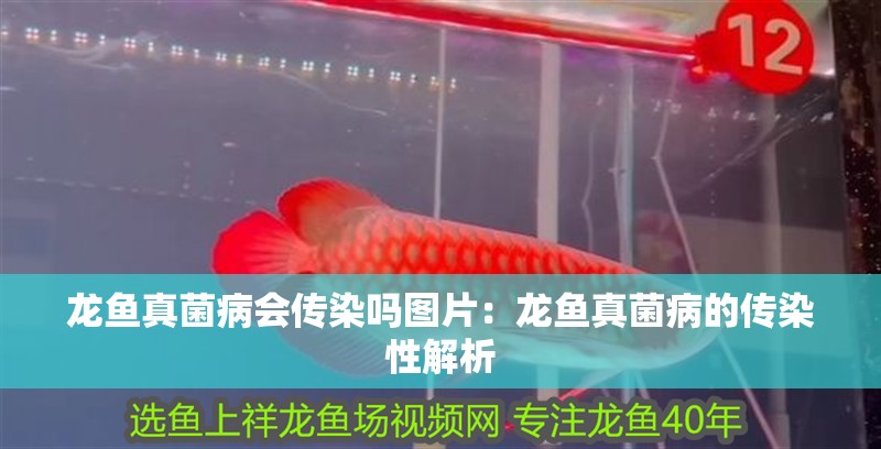 龍魚(yú)真菌病會(huì)傳染嗎圖片：龍魚(yú)真菌病的傳染性解析