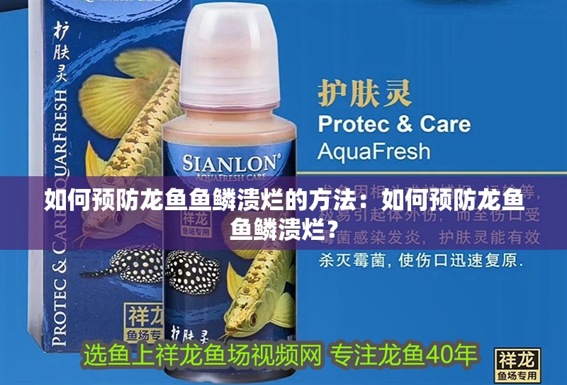 如何預防龍魚魚鱗潰爛的方法：如何預防龍魚魚鱗潰爛？