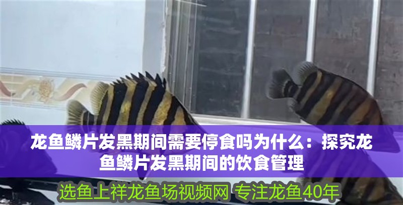 龍魚鱗片發黑期間需要停食嗎為什么：探究龍魚鱗片發黑期間的飲食管理