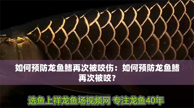 如何預防龍魚鰭再次被咬傷：如何預防龍魚鰭再次被咬？