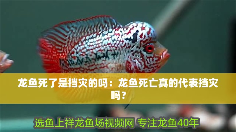龍魚死了是擋災(zāi)的嗎：龍魚死亡真的代表擋災(zāi)嗎？