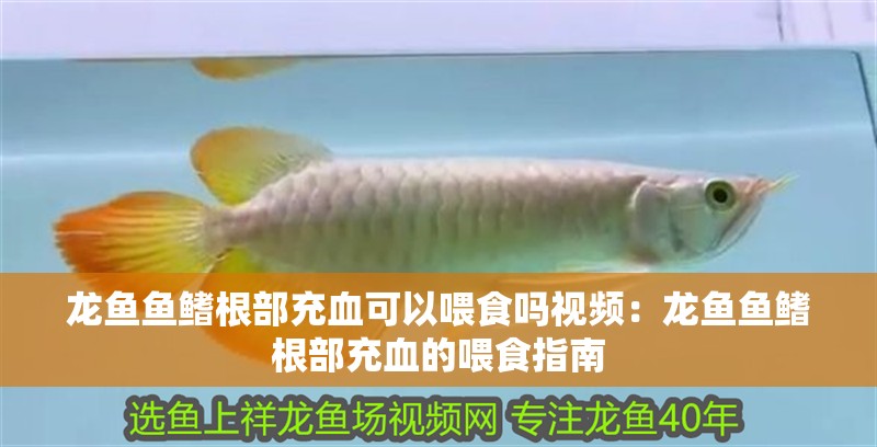 龍魚魚鰭根部充血可以喂食嗎視頻：龍魚魚鰭根部充血的喂食指南