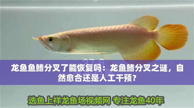 龍魚魚鰭分叉了能恢復嗎：龍魚鰭分叉之謎，自然愈合還是人工干預？