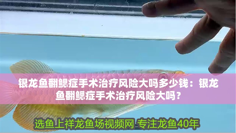 銀龍魚翻鰓癥手術治療風險大嗎多少錢：銀龍魚翻鰓癥手術治療風險大嗎？
