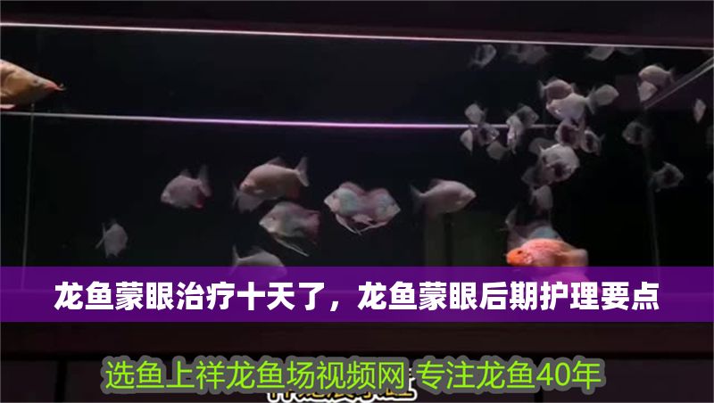 龍魚蒙眼治療十天了，龍魚蒙眼后期護理要點