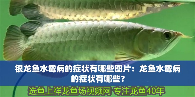銀龍魚水霉病的癥狀有哪些圖片：龍魚水霉病的癥狀有哪些？