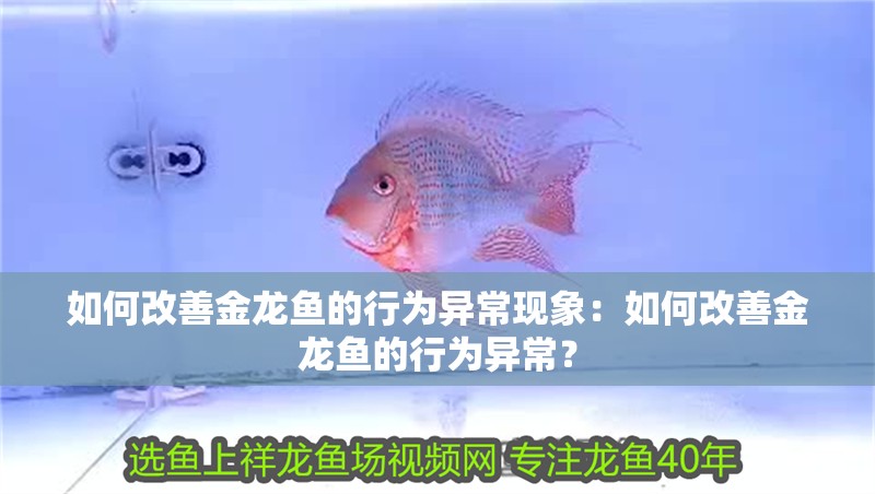 如何改善金龍魚的行為異常現象：如何改善金龍魚的行為異常？