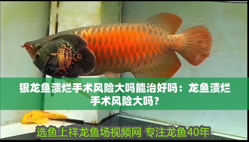 銀龍魚潰爛手術(shù)風(fēng)險(xiǎn)大嗎能治好嗎：龍魚潰爛手術(shù)風(fēng)險(xiǎn)大嗎？