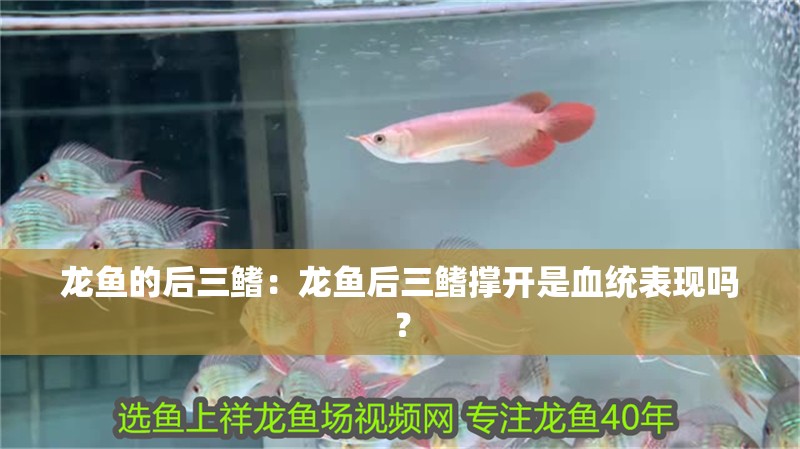 龍魚的后三鰭：龍魚后三鰭撐開是血統表現嗎？