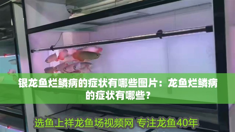 銀龍魚爛鱗病的癥狀有哪些圖片：龍魚爛鱗病的癥狀有哪些？