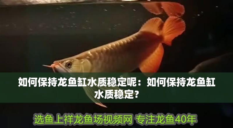 如何保持龍魚缸水質穩定呢：如何保持龍魚缸水質穩定？
