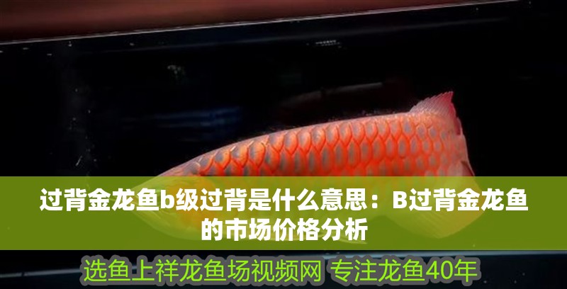 過背金龍魚b級過背是什么意思：B過背金龍魚的市場價格分析 過背金龍魚b級過背是什么意思：B過背金龍魚的市場價格分析 水族問答