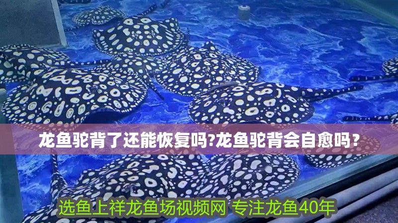 龍魚駝背了還能恢復嗎?龍魚駝背會自愈嗎？