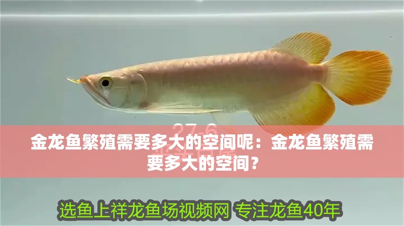 金龍魚繁殖需要多大的空間呢：金龍魚繁殖需要多大的空間？