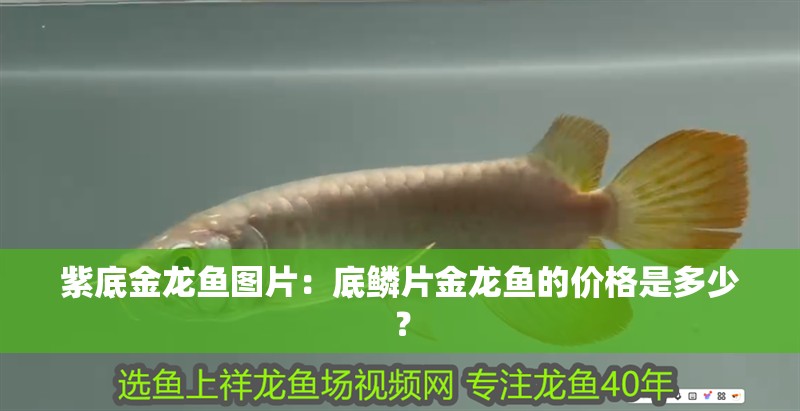 紫底金龍魚(yú)圖片：底鱗片金龍魚(yú)的價(jià)格是多少？