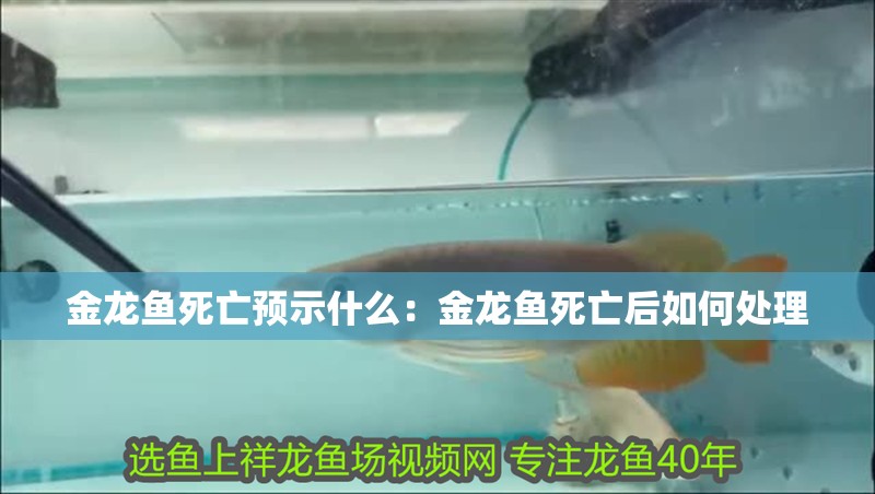 金龍魚死亡預(yù)示什么：金龍魚死亡后如何處理
