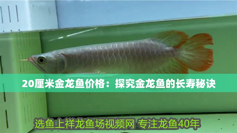 20厘米金龍魚價格：探究金龍魚的長壽秘訣