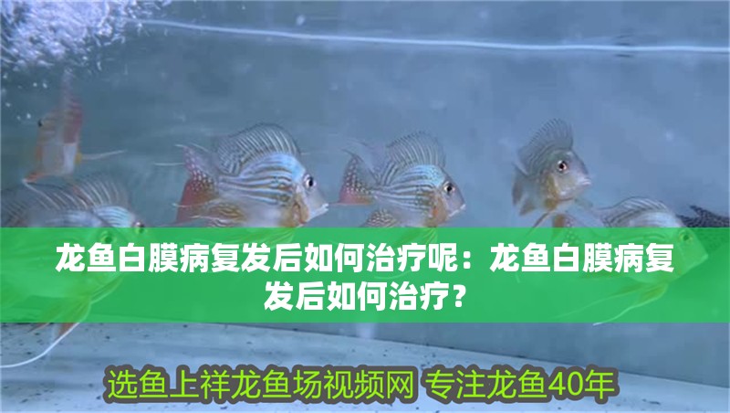 龍魚白膜病復發后如何治療呢：龍魚白膜病復發后如何治療？