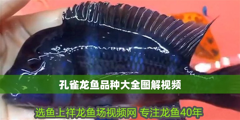 孔雀龍魚品種大全圖解視頻