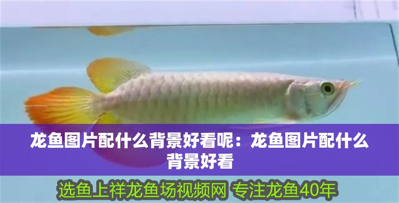 龍魚圖片配什么背景好看呢：龍魚圖片配什么背景好看