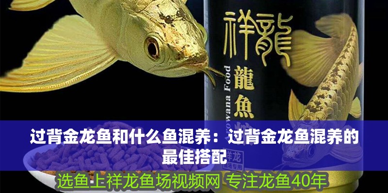 過背金龍魚和什么魚混養：過背金龍魚混養的最佳搭配