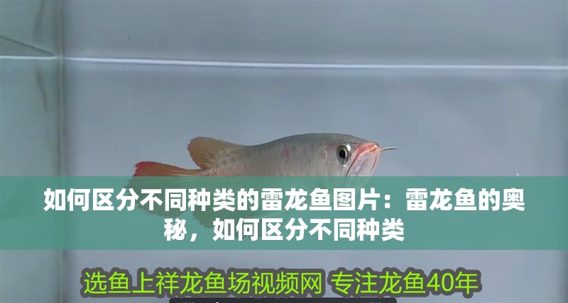 如何區(qū)分不同種類的雷龍魚圖片：雷龍魚的奧秘，如何區(qū)分不同種類