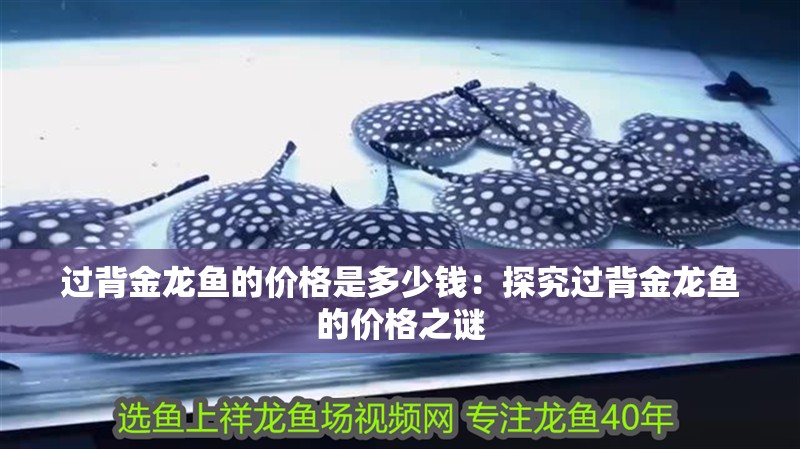 過背金龍魚的價格是多少錢：探究過背金龍魚的價格之謎